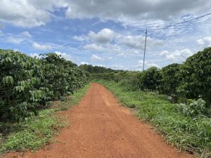 Bán 1 ha thôn 13 Lộc Ngãi Bảo Lâm Lâm Đồng