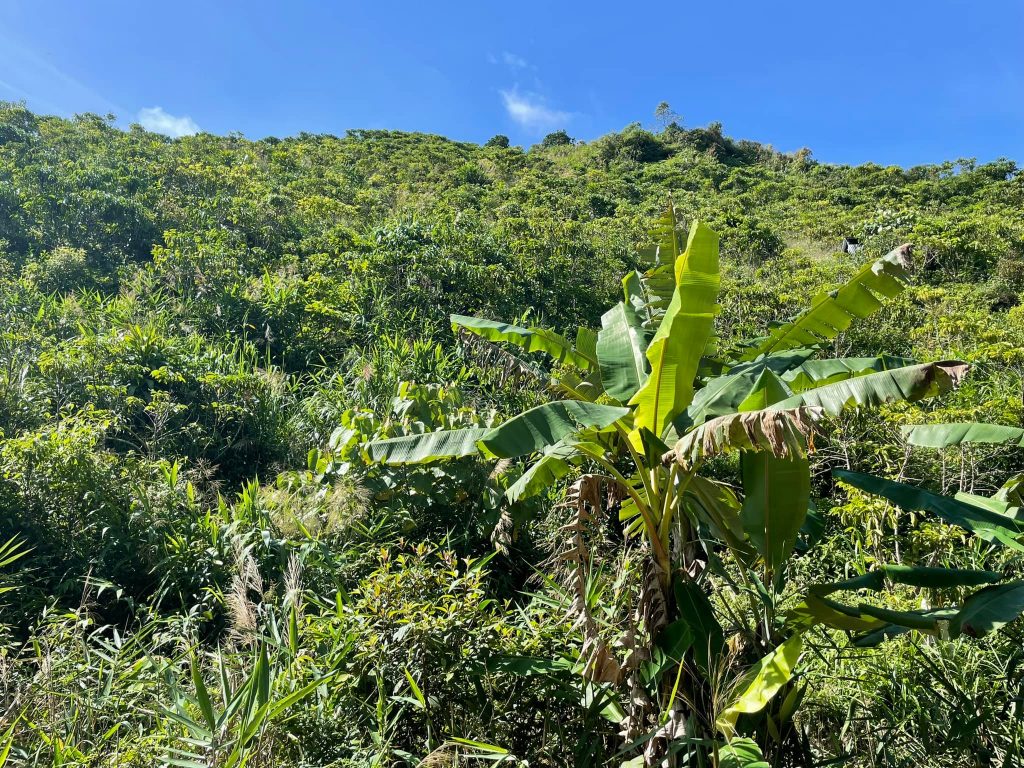 Bán 2,2 ha Thôn 10C Lộc Thành Bảo Lâm Lâm Đồng