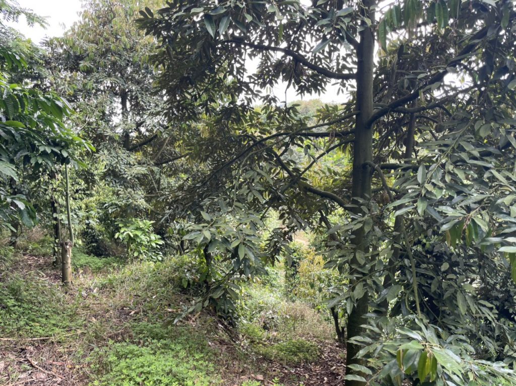 Bán 9,4 sào vườn cây ăn trái tại Tân Lạc Bảo Lâm Lâm Đồng