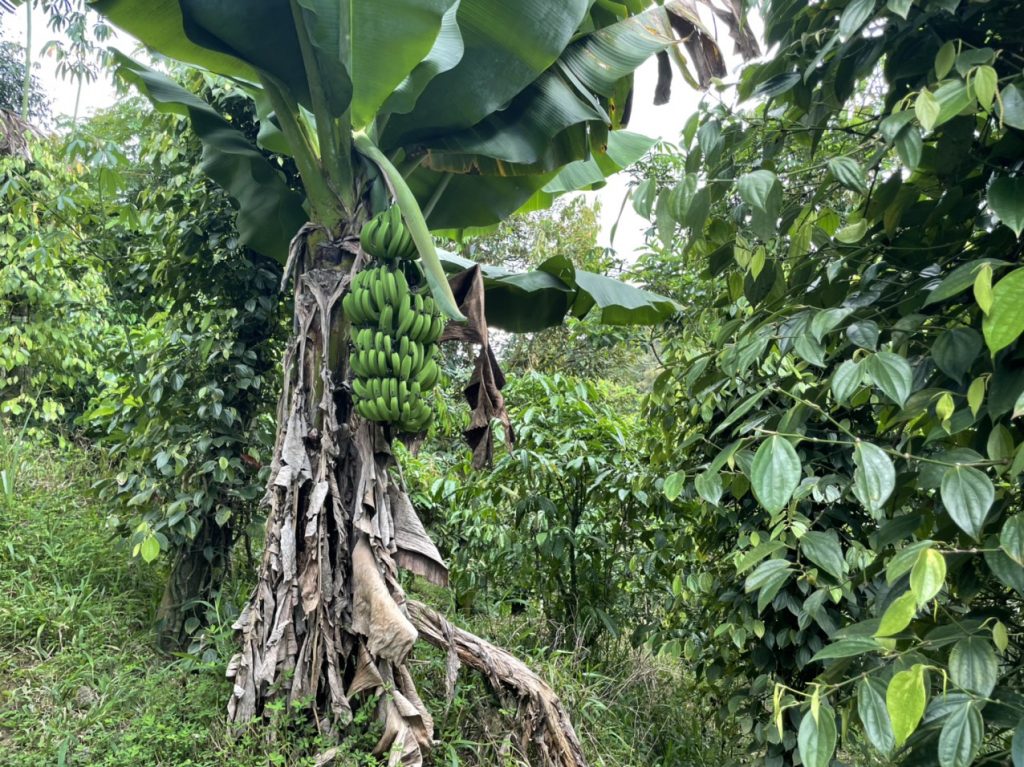 Bán 9,4 sào vườn cây ăn trái tại Tân Lạc Bảo Lâm Lâm Đồng