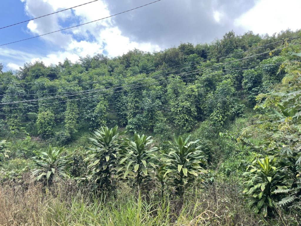 Bán 9,4 sào vườn cây ăn trái tại Tân Lạc Bảo Lâm Lâm Đồng