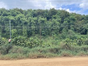 Bán 9,4 sào vườn cây ăn trái tại Tân Lạc Bảo Lâm Lâm Đồng