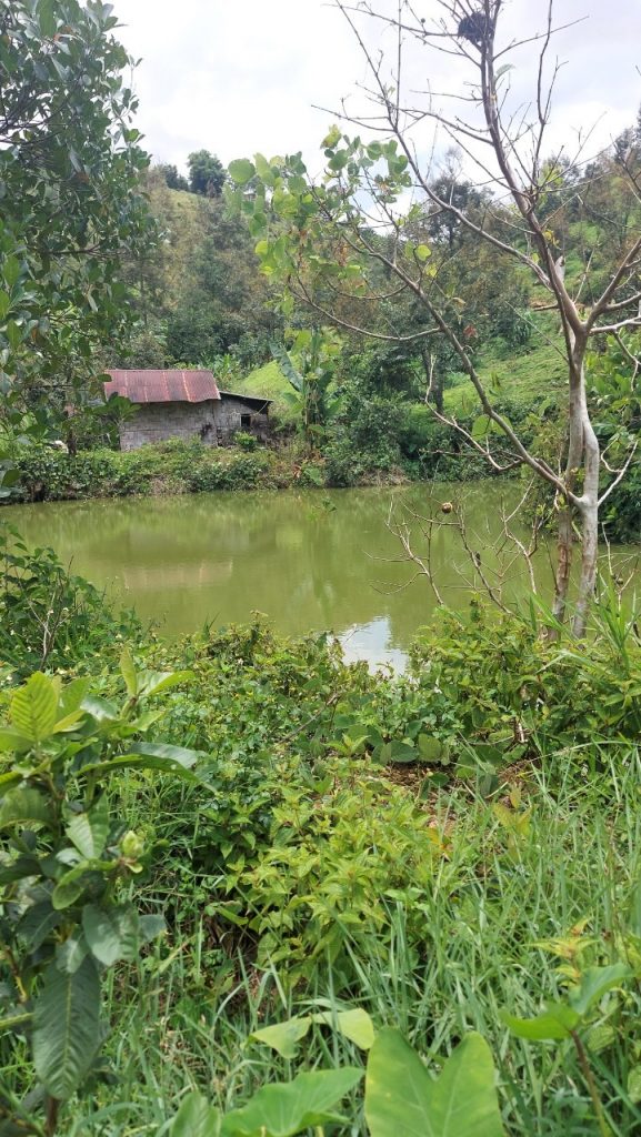 Bán 1,6 ha vườn cây ăn trái hẻm Chi Lăng Lộc Thành Bảo Lâm Lâm Đồng