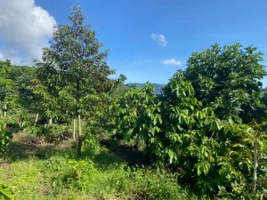 Bán 4 sào nghỉ dưỡng tại Lộc Nam Bảo Lâm Lâm Đồng