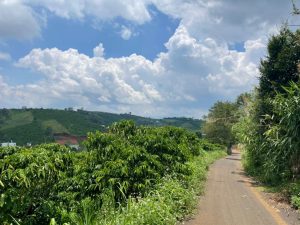 Bán 4,3 sào Hẻm 71 Trần Nhật Duật Xã Đambri Bảo Lộc