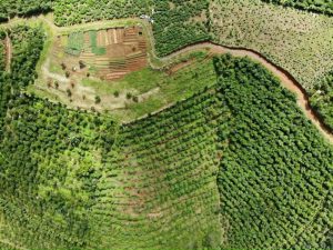 Bán gấp 7 sào vườn hẻm Nguyễn Thiện Thuật Lộc Châu Bảo Lộc