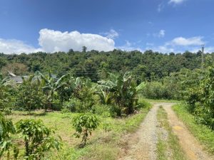 Bán 1,1 ha Thôn 8 Tân Lạc Bảo Lâm Lâm Đồng