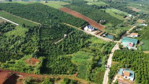 Bán 1,8 ha hẻm 543 Lý Thái Tổ Dambri Bảo Lộc Lâm Đồng