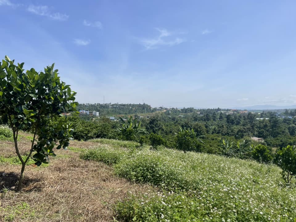 Bán gấp 3,4 sào hẻm Chi Lăng Lộc Thành Bảo Lâm Lâm Đồng