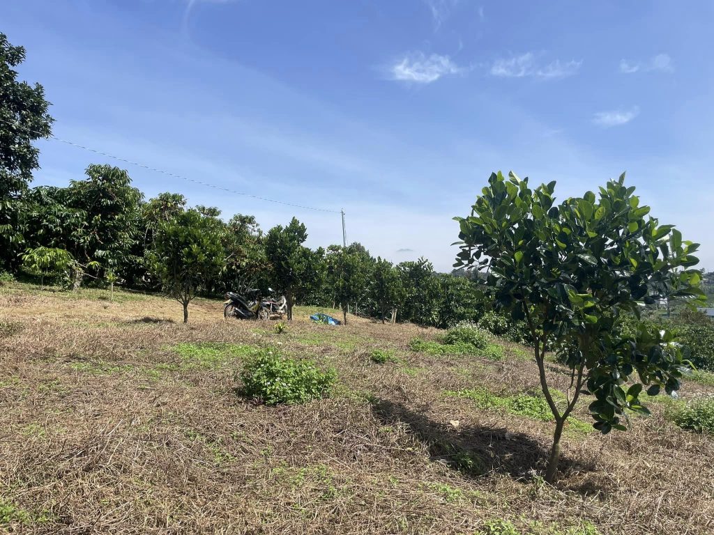 Bán gấp 3,4 sào hẻm Chi Lăng Lộc Thành Bảo Lâm Lâm Đồng