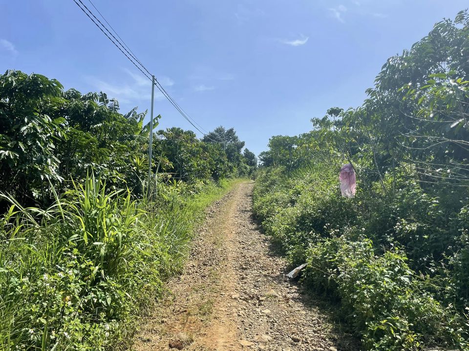 Bán gấp 3,4 sào hẻm Chi Lăng Lộc Thành Bảo Lâm Lâm Đồng