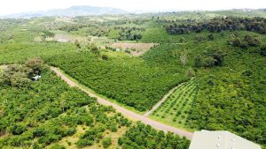 Bán 3,1 sào hẻm nhựa Lạc Long Quân Lộc Nga Bảo Lộc