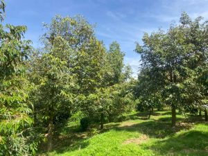 Vườn sầu riêng Thôn 8 xã Lộc Nam Bảo Lâm Lâm Đồng