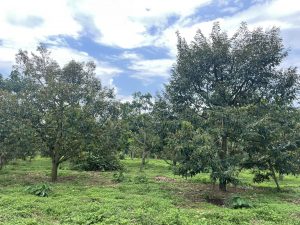 Bán 2 ha vườn sầu riêng Thôn 8 Tân Lạc Bảo Lâm Lâm Đồng