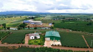 Bán Gấp 9,5 ha Đất Chè Lộc Quảng Bảo Lâm Lâm Đồng