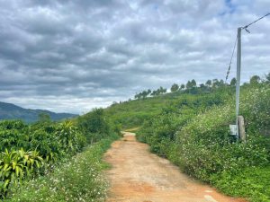 Bán 4,7 sào ôm đỉnh Đồi cừu Lộc Châu Bảo Lộc Lâm Đồng