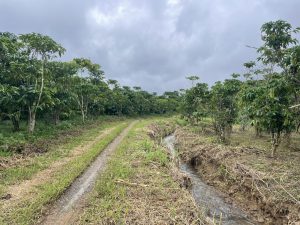 Bán 1,8 sào nghỉ dưỡng Lộc Châu Bảo Lộc Lâm Đồng