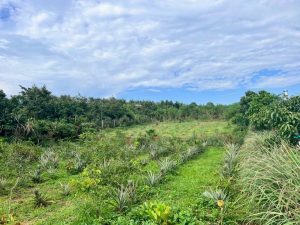 Bán 3,3 sào hẻm 53 Chi Lăng Lộc Sơn Bảo Lộc Lâm Đồng