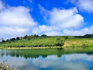 Bán 1,6 ha Quy hoạch full thổ cư đường 17 Lộc Quảng Bảo Lâm