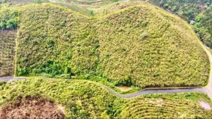 Bán 1,75 ha đất vườn 2 mặt tiền nhựa Thôn 10C Lộc Thành Bảo Lâm Lâm Đồng