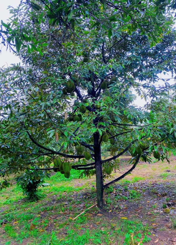 Bán 1,85 ha vườn Cây ăn trái tại Lộc Nam Bảo Lâm Lâm Đồng