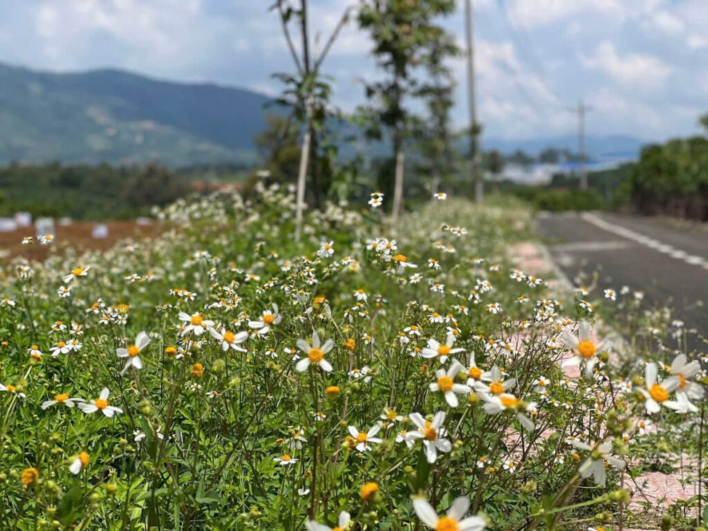 Hàng VIP đầu tư Lộc Nam Bảo Lâm 3 Lâm Đồng