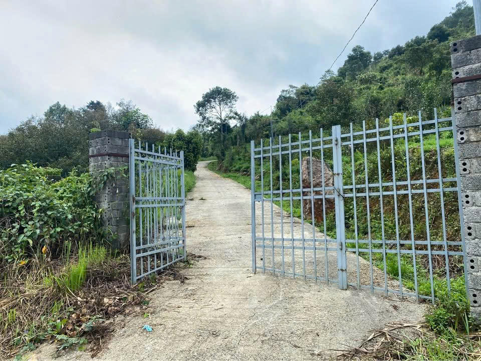 Bán 1,1 ha vườn trà hẻm Mai Thúc Loan Phường 3 Bảo Lộc