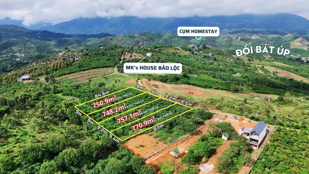 SĂN MÂY TẠI NHÀ - 4 LÔ SĂN MÂY ĐỒI BÁT ÚP – LỘC THÀNH