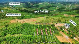 SĂN MÂY TẠI NHÀ - 4 LÔ SĂN MÂY ĐỒI BÁT ÚP – LỘC THÀNH