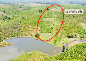 Bán 7,659m2 vườn cà phê giáp Hồ Cai Bảng Bảo Lâm Lâm Đồng