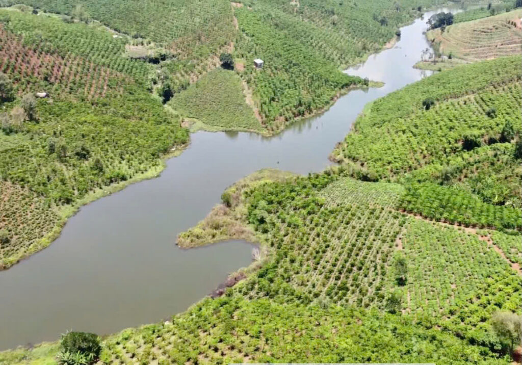 Bán 7,659m2 vườn cà phê giáp Hồ Cai Bảng Bảo Lâm Lâm Đồng